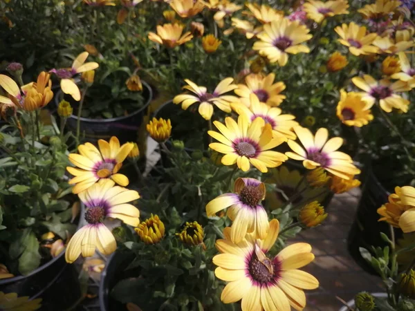 Fabrikada bir sürü sarı çiçek var..