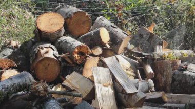 Ağaçlardan kesilen odun şömineye hazırlanmak için serilmiştir..