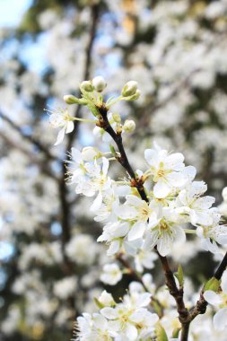 Bahar mevsiminde beyaz erik çiçeği, Nisan.