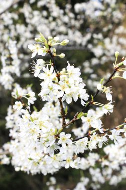 Bahar mevsiminde beyaz erik çiçeği, Nisan.