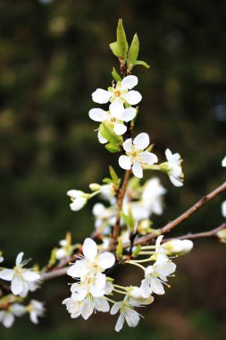 Bahar mevsiminde beyaz erik çiçeği, Nisan.