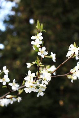 Bahar mevsiminde beyaz erik çiçeği, Nisan.