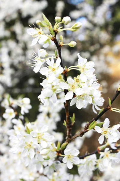 Біла Слива Цвіте Навесні Квітень — стокове фото
