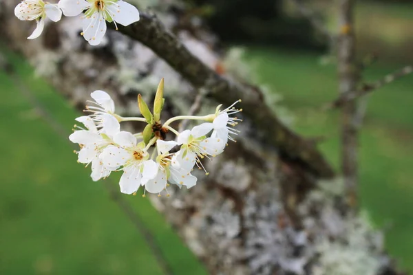 White Plum Blossom Spring April — стоковое фото