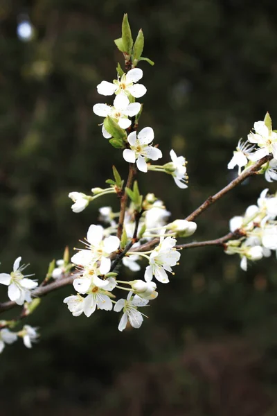 White Plum Blossom Spring April — Stock Photo, Image