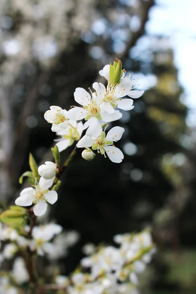 Floraison Pruniers Blancs Printemps Avril — Photo