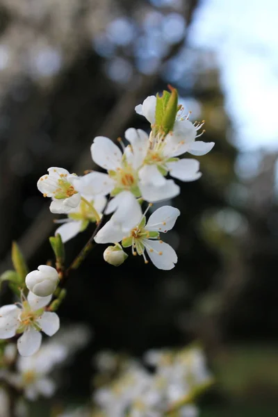 Біла Слива Цвіте Навесні Квітень — стокове фото