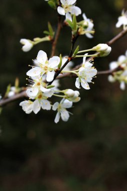 Bahar mevsiminde beyaz erik çiçeği, Nisan.