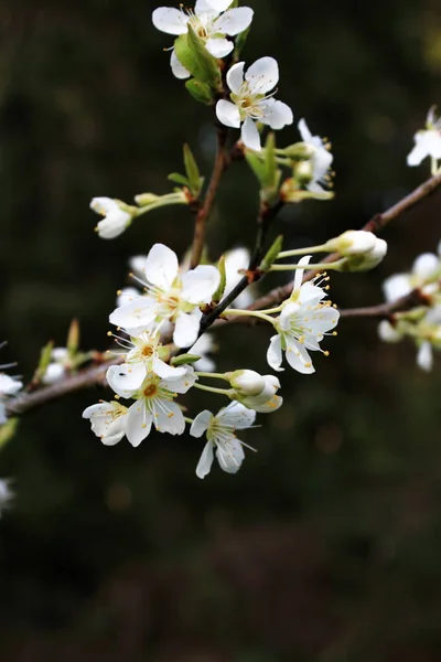 Bílý Švestkový Květ Jaře Duben — Stock fotografie