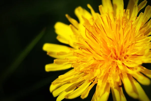 Makrofoto Von Gelben Gänseblümchen Auf Schwarzem Hintergrund — Stockfoto