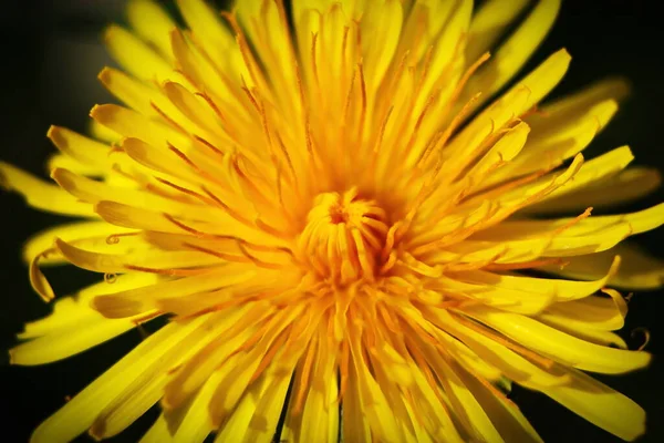 Makrofoto Von Gelben Gänseblümchen Auf Schwarzem Hintergrund — Stockfoto