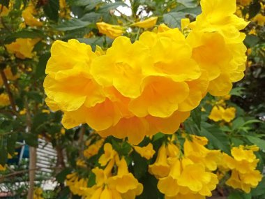 Güneydoğu Asya 'da çok sayıda parlak sarı çiçekler var..