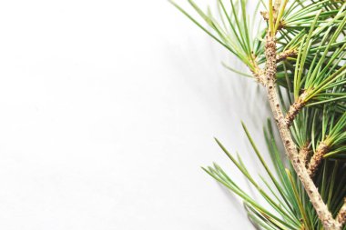 Beyaz arka planda çam yaprakları.