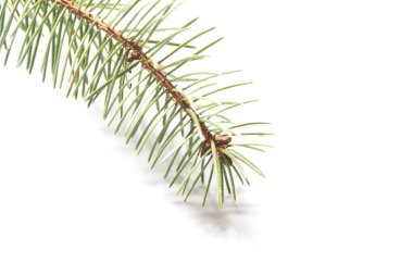 Beyaz arkaplanda ladin yaprakları.