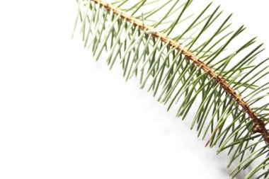 Beyaz arkaplanda ladin yaprakları.