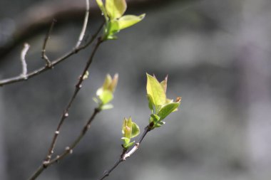Bahar mevsiminin başında bahar yaprakları, arka planda bulanık yeşil bahar yapraklarının makro çekimi.
