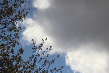 Baharda yaprakları dökülen bir ağaç dalı. Parlak bir günde. Arka planda mavi bir gökyüzü var..