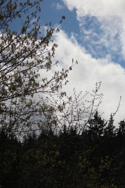 Ağaçların dalları ilkbaharda yapraklarıyla aydınlık bir günde, arka planda çam ve dağlar.