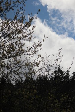 Ağaçların dalları ilkbaharda yapraklarıyla aydınlık bir günde, arka planda çam ve dağlar.