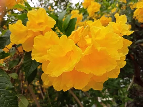 Muitas Flores Amarelas Brilhantes Sudeste Asiático — Fotografia de Stock