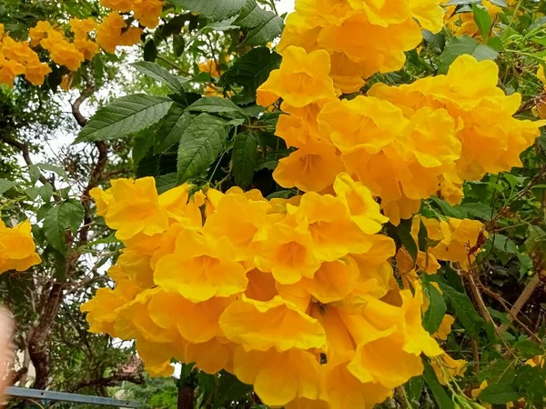 Many Bright Yellow Flowers Southeast Asia — стоковое фото