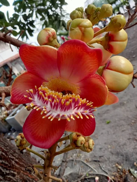 Cannonball Tree Its Many Orange Blossoms Tree Grows Asia — стоковое фото