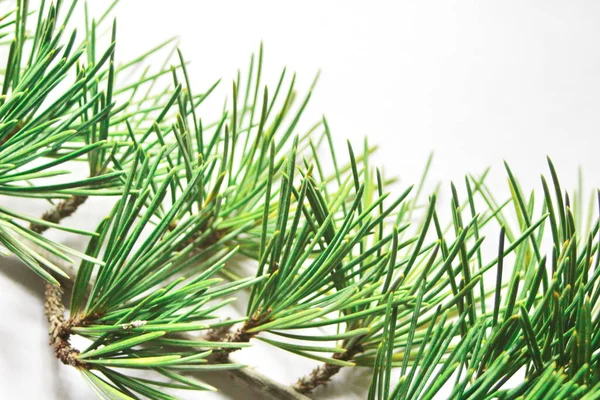 Pine Leaves White Background —  Fotos de Stock