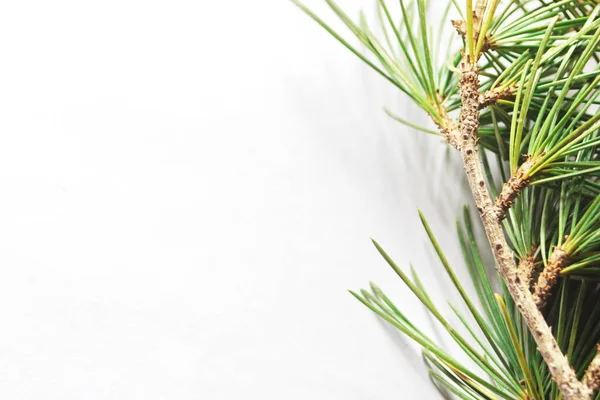 Beyaz arka planda çam yaprakları.