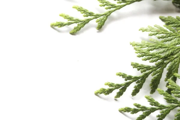 Leaves Cedar White Background —  Fotos de Stock