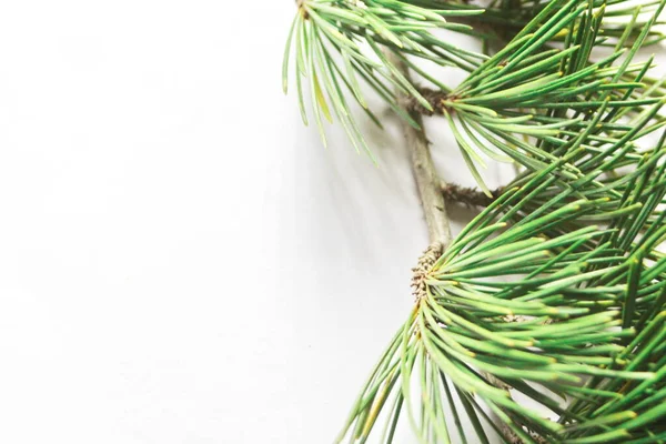 Pine Leaves White Background —  Fotos de Stock