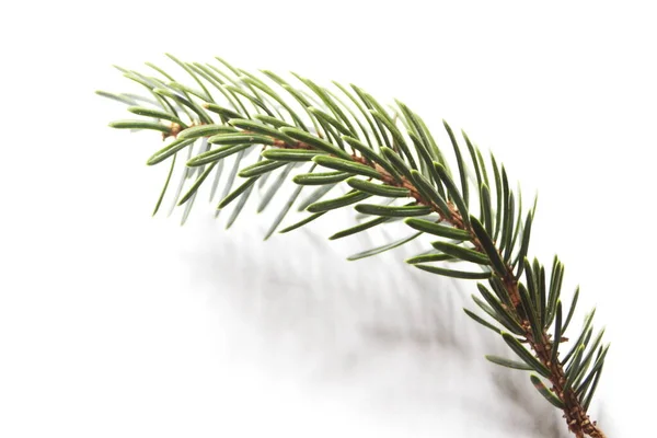 Spruce Leaves White Background —  Fotos de Stock