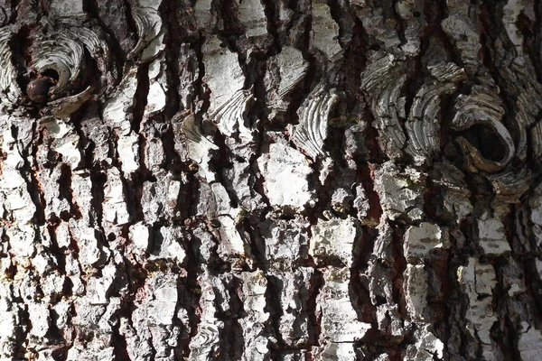 大松树的树皮质感有光芒从侧面射了进来 — 图库照片