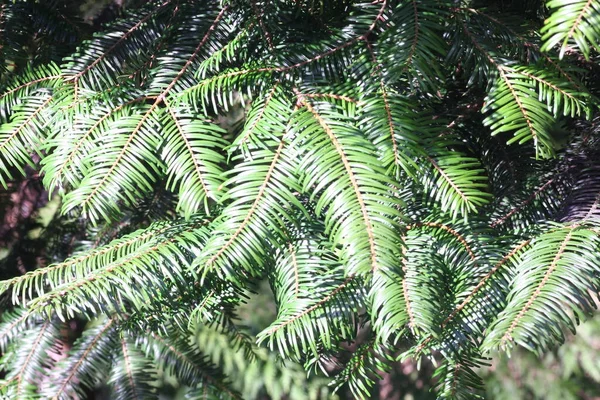 Appearance Foliage Fir Trees Evening Sunlight — Fotografia de Stock