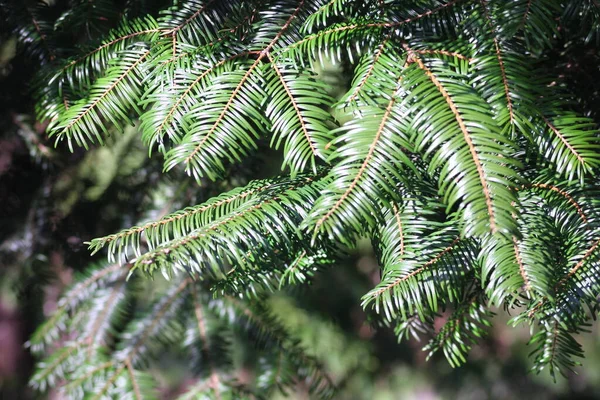 Utseendet Bladverk Granar Kvällen Solljus — Stockfoto