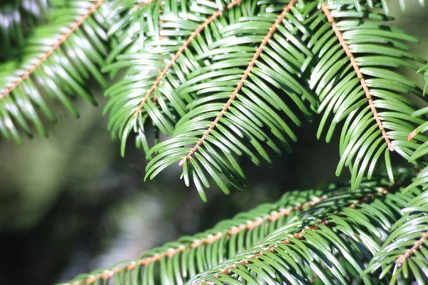 Utseendet Bladverk Granar Kvällen Solljus — Stockfoto