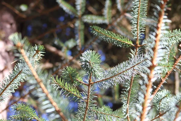 Appearance Leaves Spruce Evening Sunlight — стоковое фото