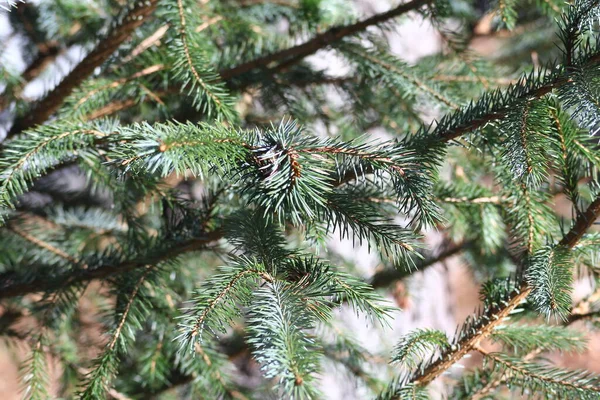 Appearance Leaves Spruce Evening Sunlight — Fotografia de Stock