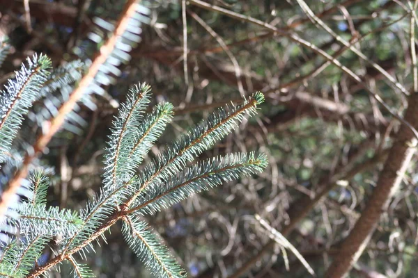 Appearance Leaves Spruce Evening Sunlight — Stock Photo, Image