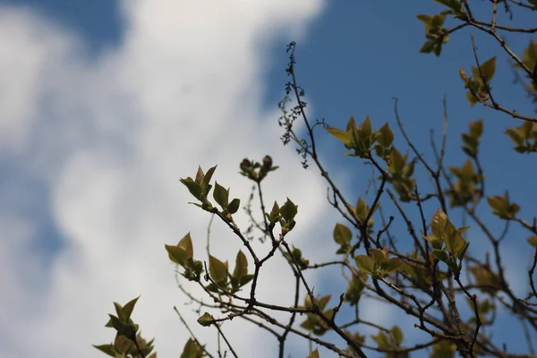 春の初めに春の葉 青い空を背景に薄緑の春の葉のマクロショット — ストック写真