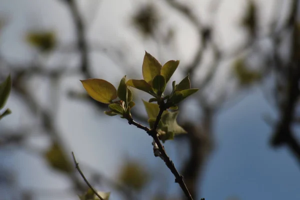 春叶在春季开始时 绿叶在蓝天背景下的宏观映衬 — 图库照片