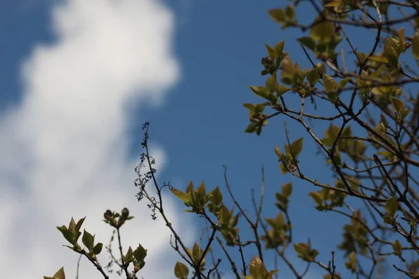 Spring Leaves Beginning Spring Season Macro Shot Light Green Spring — Photo