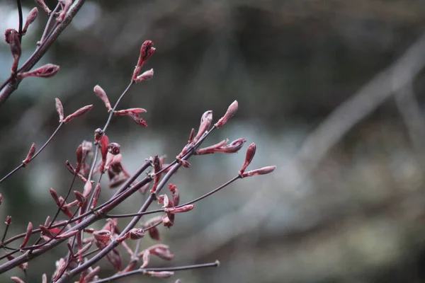 春の初めに春の葉 ぼやけた背景を持つ紅色の春の葉のマクロショット — ストック写真