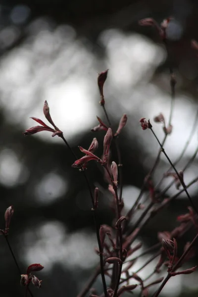 Spring Leaves Beginning Spring Season Macro Shot Crimson Spring Leaves — Stockfoto
