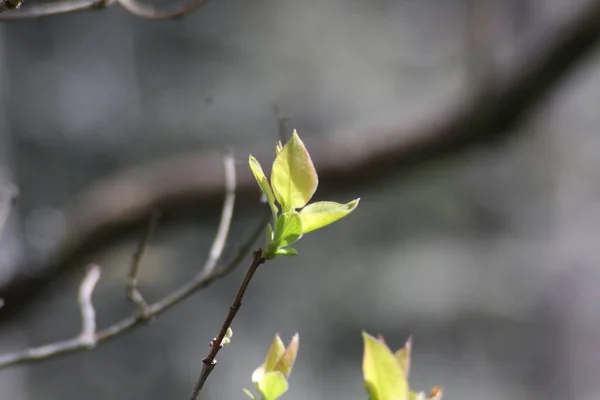 春の初めに春の葉 背景がぼやけた緑色の春の葉のマクロショット — ストック写真