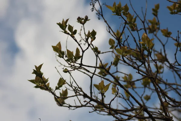 Frühlingsblätter Beginn Der Frühjahrssaison Makroaufnahme Hellgrüner Frühlingsblätter Vor Blauem Himmel — Stockfoto