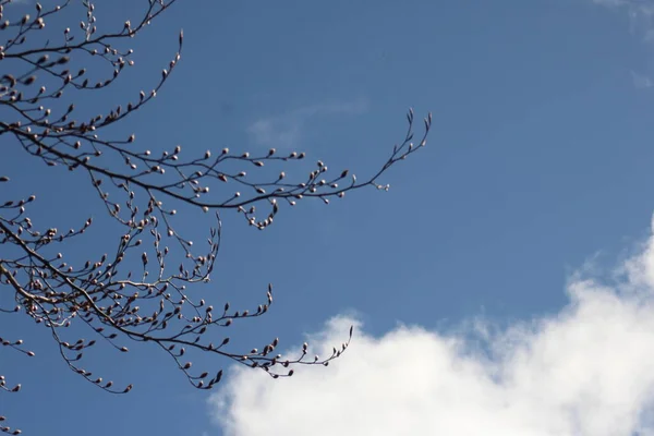蓝天一种树枝 春天有第一批叶子 背景为蓝天 — 图库照片