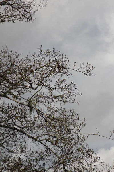 Galho Uma Árvore Com Suas Primeiras Folhas Primavera Dia Cinzento — Fotografia de Stock