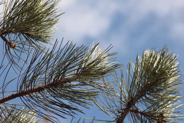 一种松树的枝条 前有尖尖的叶子 背衬着明亮的蓝天 — 图库照片