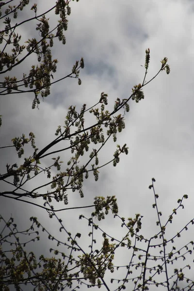 灰色の日に春に最初の葉を持つ木の枝 — ストック写真