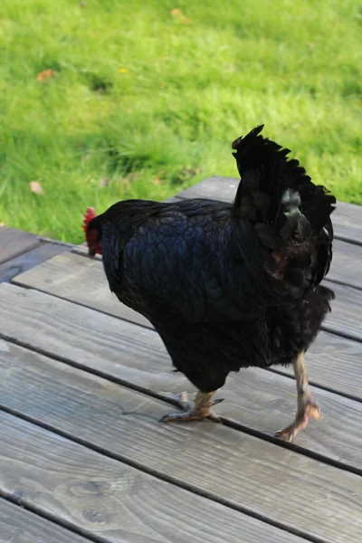 Black Feathered Hen Walking Old Gray Wooden Porch Green Lawn — стоковое фото